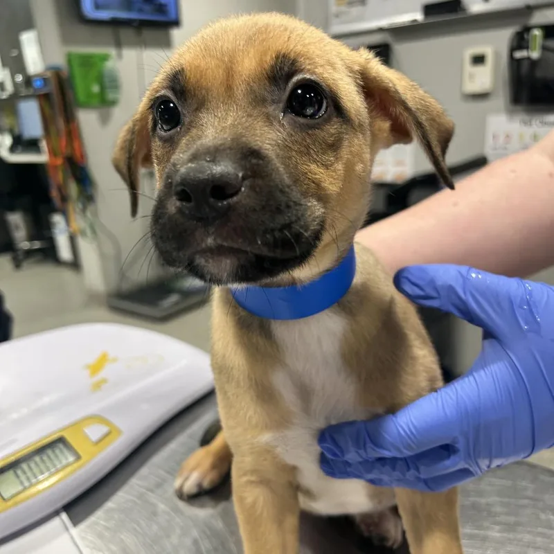 A baby medium-sized male Black Labrador Retriever dog named Sydney for adoption in Tampa, FL