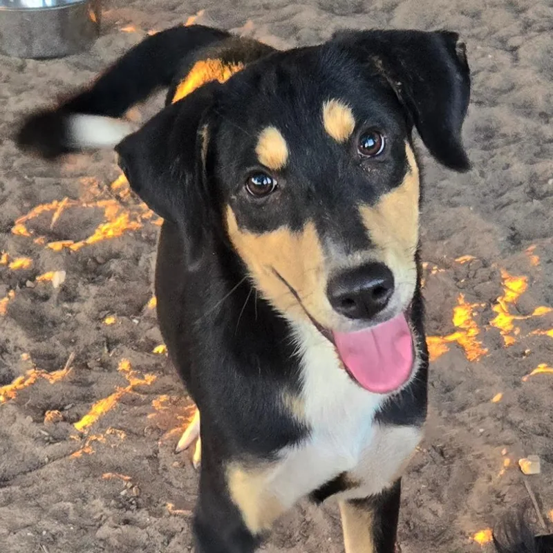 A young small-sized female Black Labrador Retriever dog named Diamond for adoption in Floresville, TX
