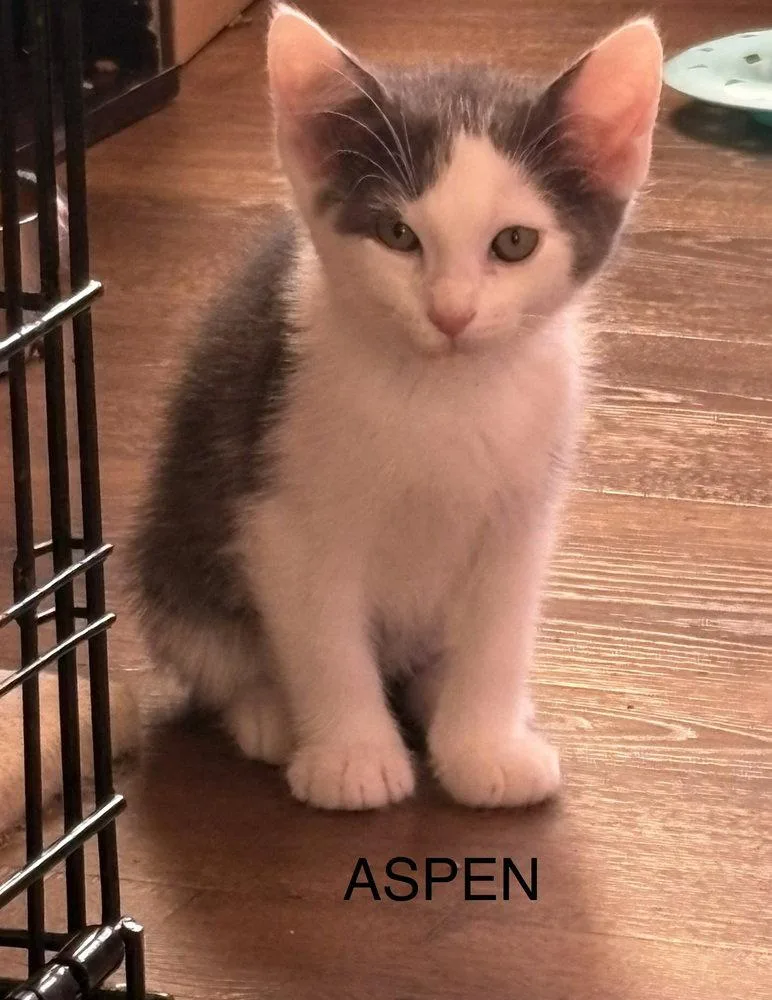 A young medium-sized male Domestic Short Hair cat named Aspen for adoption in O'Fallon, MO
