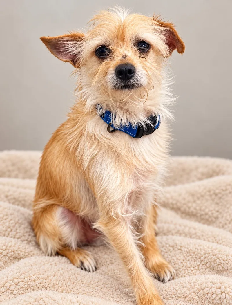 An adult small-sized male Terrier dog named Bumblebee for adoption in Ellicott City, MD