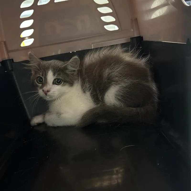 A baby small-sized female Gray / Blue / Silver Domestic Medium Hair cat named Sabrina for adoption in Milton, FL