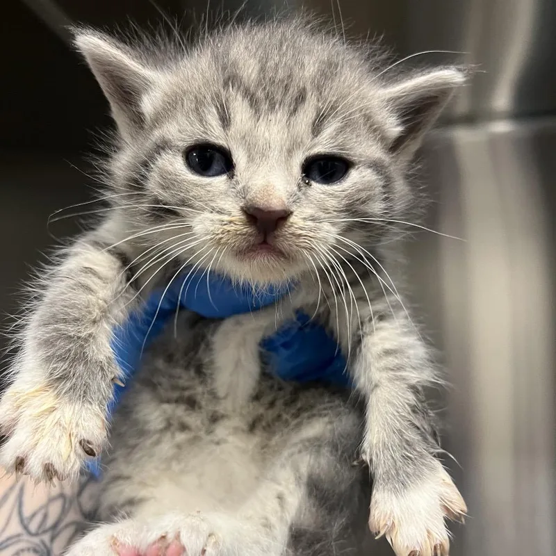 A baby small-sized male Gray / Blue / Silver Domestic Short Hair cat named Tobias for adoption in Columbiana, AL