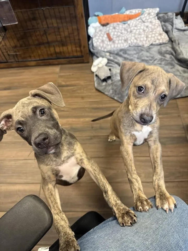 A baby medium-sized female Terrier dog named Audrey for adoption in Hilton Head Island, SC