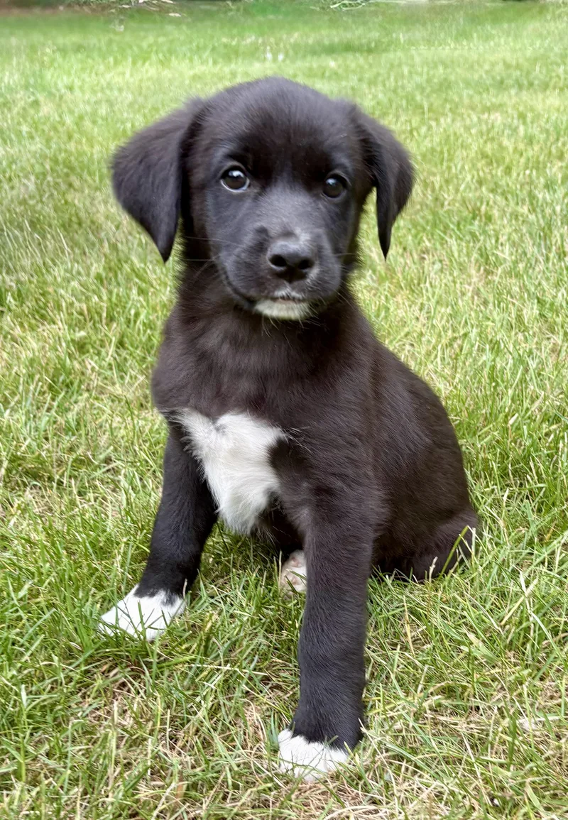A baby medium-sized male Black Jack Russell Terrier dog named Milo for adoption in Chesterfield, MI