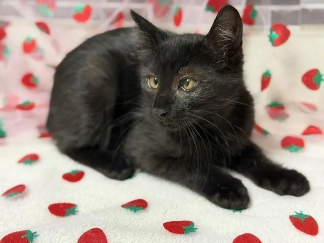 A baby small-sized male Domestic Short Hair cat named Max for adoption in Fairfield, CA