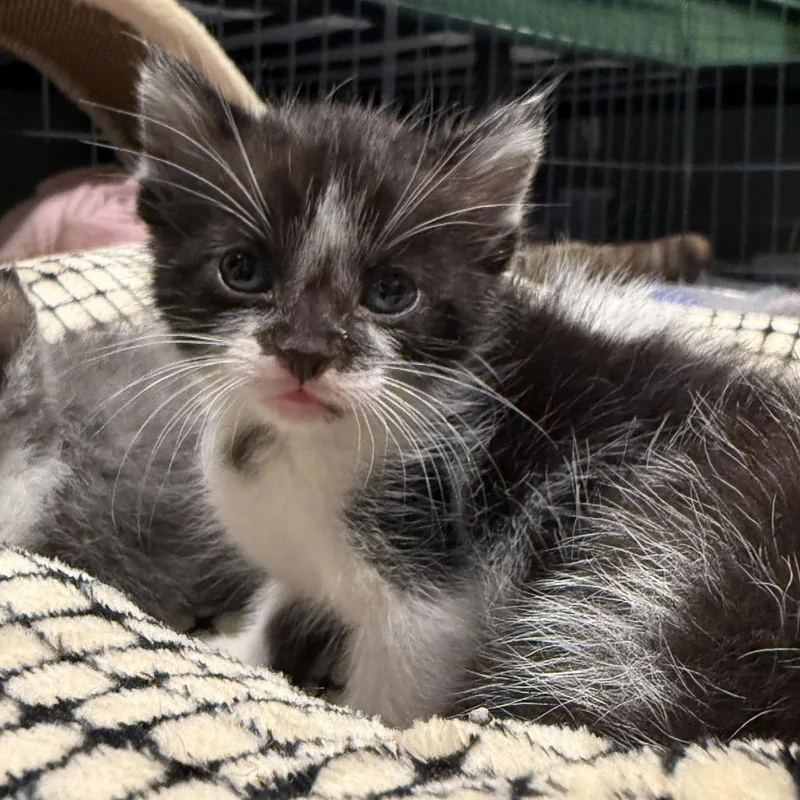 A baby small-sized male Black Domestic Short Hair cat named Pb for adoption in Shawnee, KS
