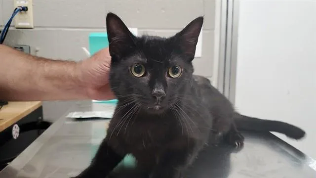 A young medium-sized male Domestic Short Hair cat named Black Pepper for adoption in Aurora, IL