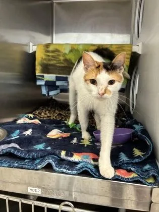 A young medium-sized female White Domestic Short Hair cat named Lily for adoption in Kansas City, MO