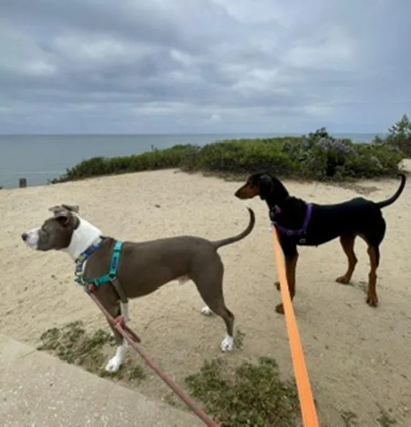 A young large-sized female Doberman Pinscher dog named Dezna for adoption in San Diego, CA