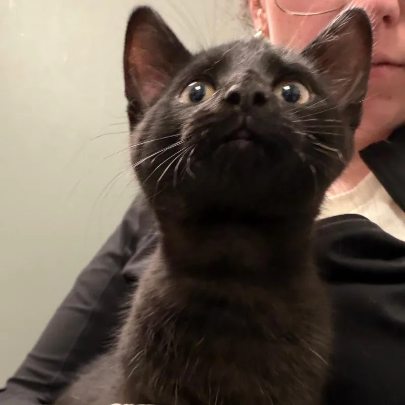 A baby small-sized male Black Domestic Medium Hair cat named Gargoyle for adoption in Charleston, WV