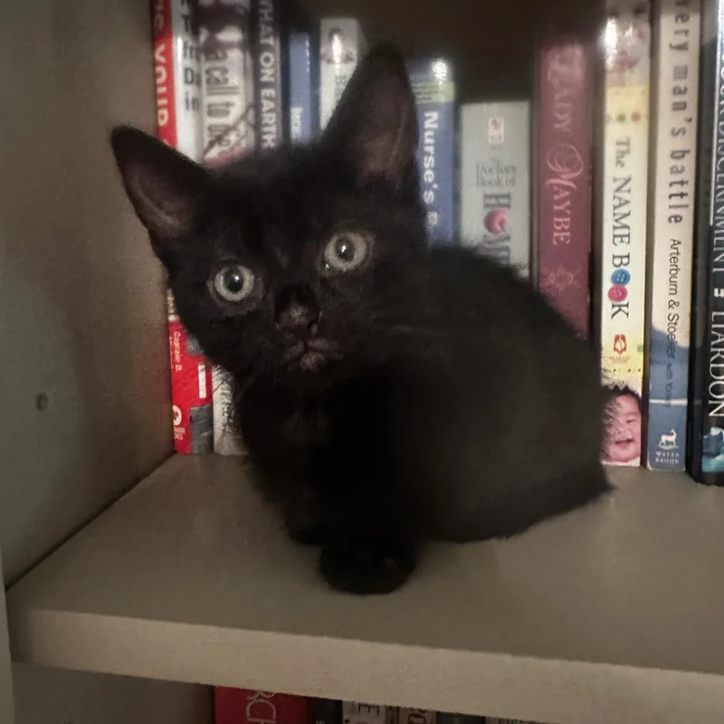 A baby medium-sized female Black Domestic Short Hair cat named Oreo for adoption in Springfield, MA