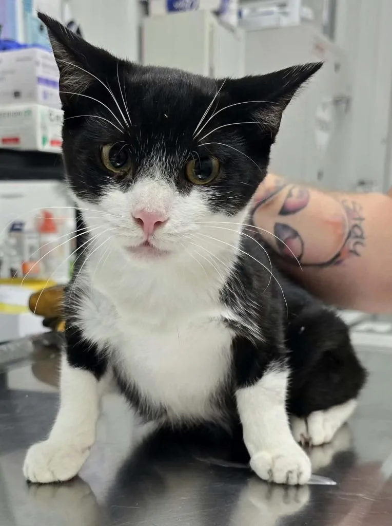 A baby medium-sized male Domestic Short Hair cat named Jackson for adoption in Hillsdale, IN