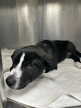 A baby small-sized female Mixed Breed dog named Megan for adoption in Memphis, TN