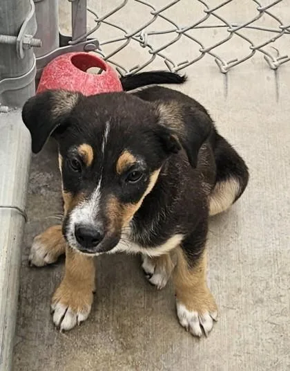 A young small-sized male Cattle Dog dog named Phil for adoption in Edgewood, NM