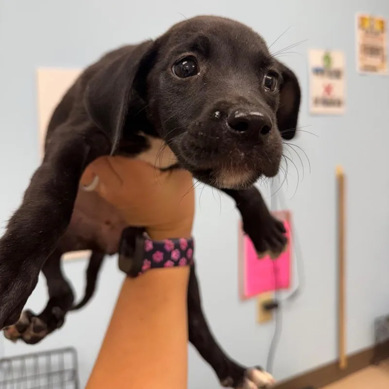 A baby small-sized female Black Mixed Breed dog named Cilantro for adoption in Pine Bluff, AR