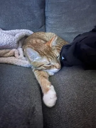 An adult medium-sized male Domestic Short Hair cat named Parkway for adoption in Memphis, TN
