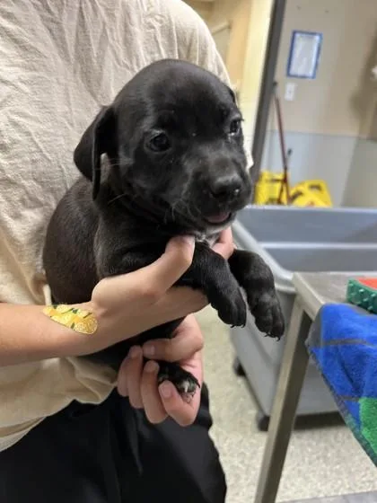 A young large-sized female Labrador Retriever dog named Calypso for adoption in Kansas City, MO