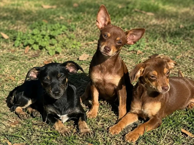 A baby small-sized female Chihuahua dog named Mika Wazowski for adoption in Minneapolis, MN