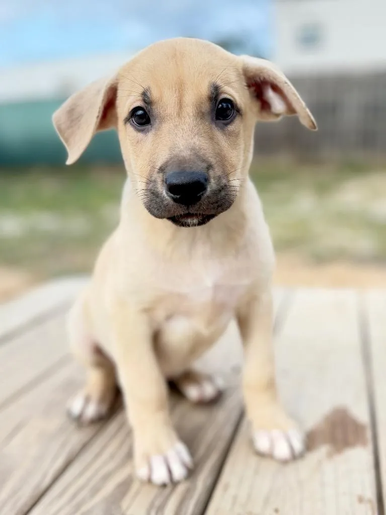 Ruby pup