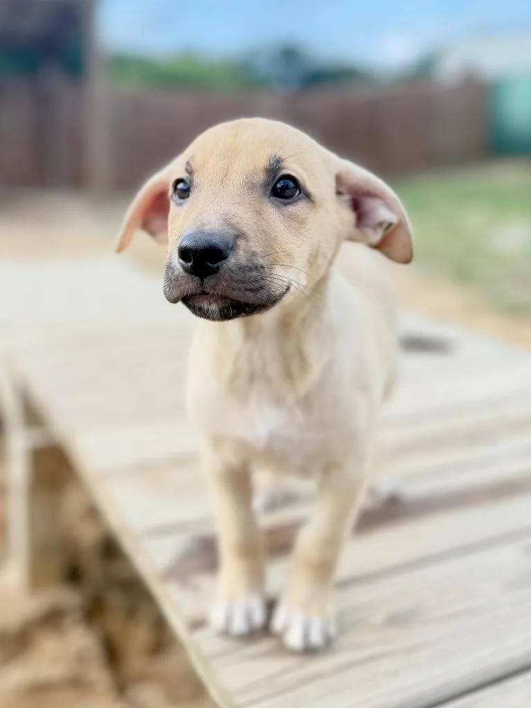 Ruby pup thumbnail 2
