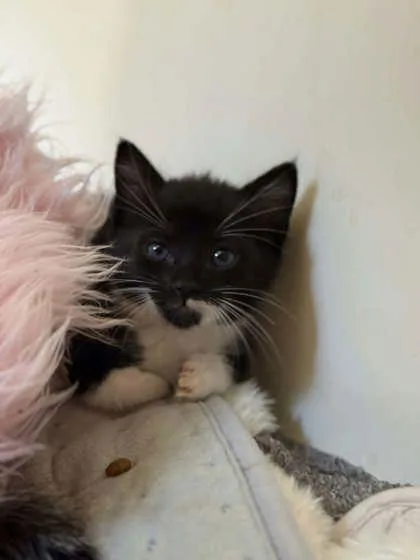 A baby medium-sized female Domestic Short Hair cat named Lady PeepToe Boots for adoption in Savannah, GA