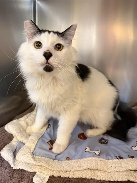 An adult medium-sized male Domestic Medium Hair cat named Tommy for adoption in Castaic, CA