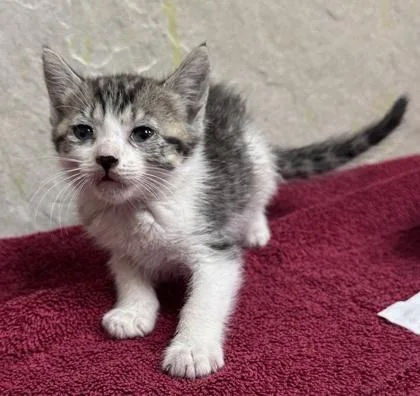 A baby small-sized female Domestic Short Hair cat named Portia for adoption in Honolulu, HI