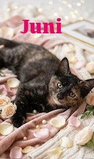 A baby medium-sized female Tortoiseshell cat named Juni for adoption in Spring Lake, NJ