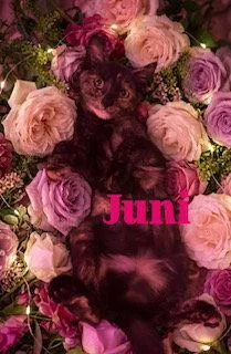 Juni thumbnail 3