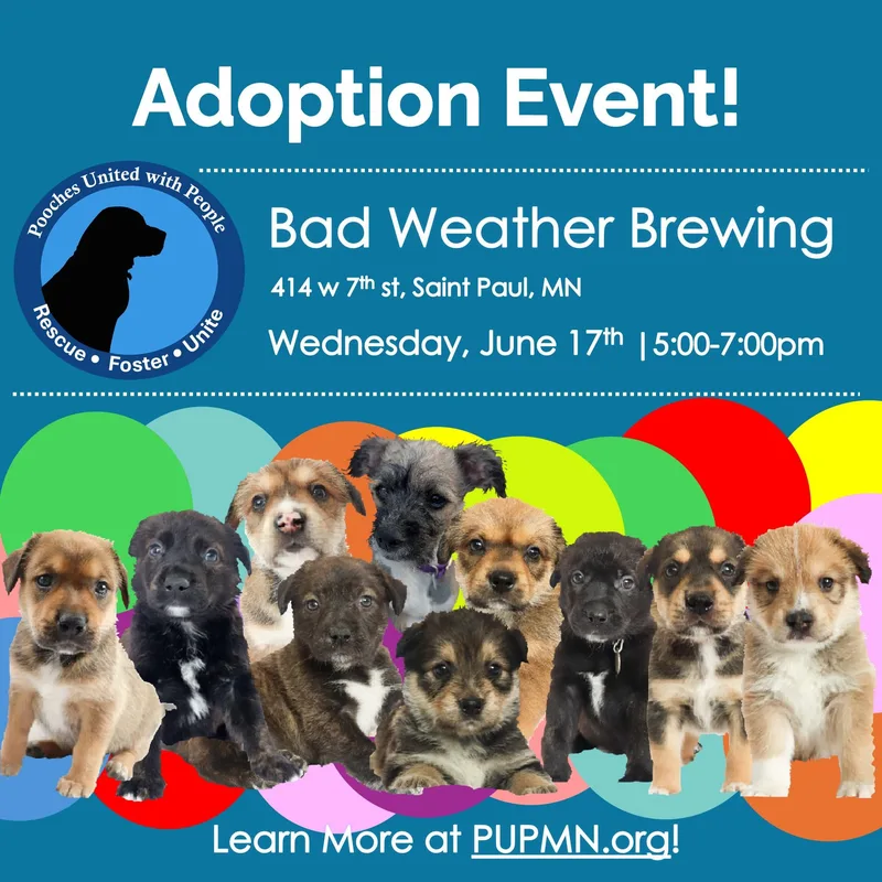 A baby small-sized male Tricolor (Brown, Black, & White) Cairn Terrier dog named Vinny for adoption in Saint Paul, MN