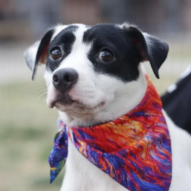 A young medium-sized female Terrier dog named Sandy for adoption in San Antonio, TX