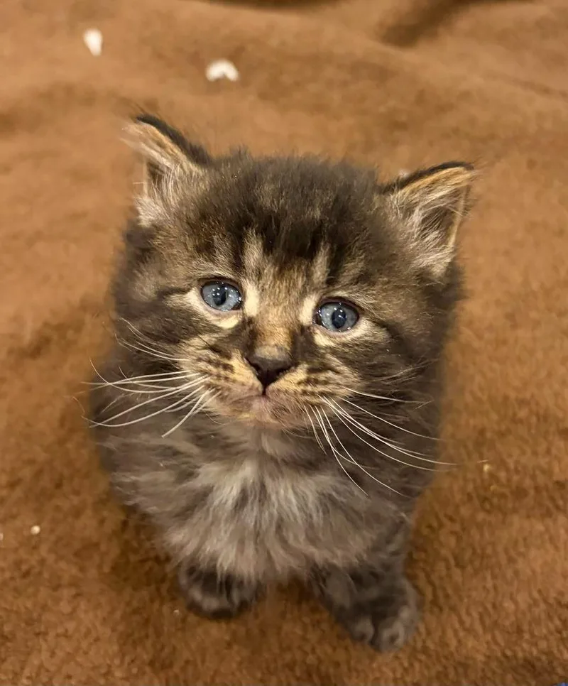 A baby small-sized male Domestic Long Hair cat named Keaton for adoption in Urbandale, IA
