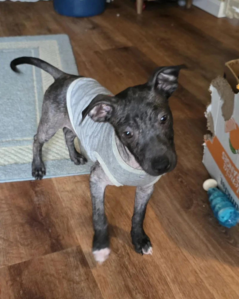 Shoelace thumbnail 2