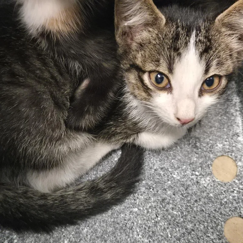 A baby small-sized male Brown / Chocolate Domestic Short Hair cat named Peregrine for adoption in Birmingham, AL