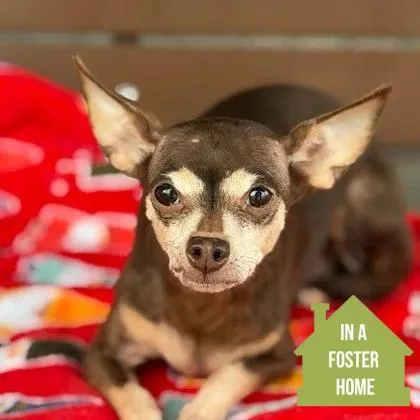 A senior small-sized female Chihuahua dog named Mrs. Bubbles for adoption in Sacramento, CA