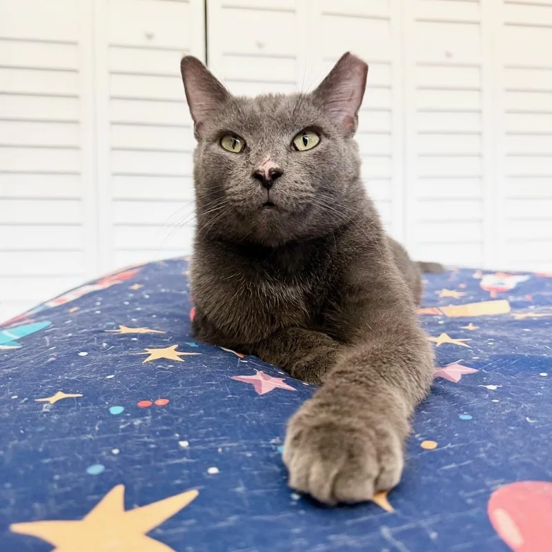 An adult small-sized male Domestic Short Hair cat named George for adoption in Miami, FL