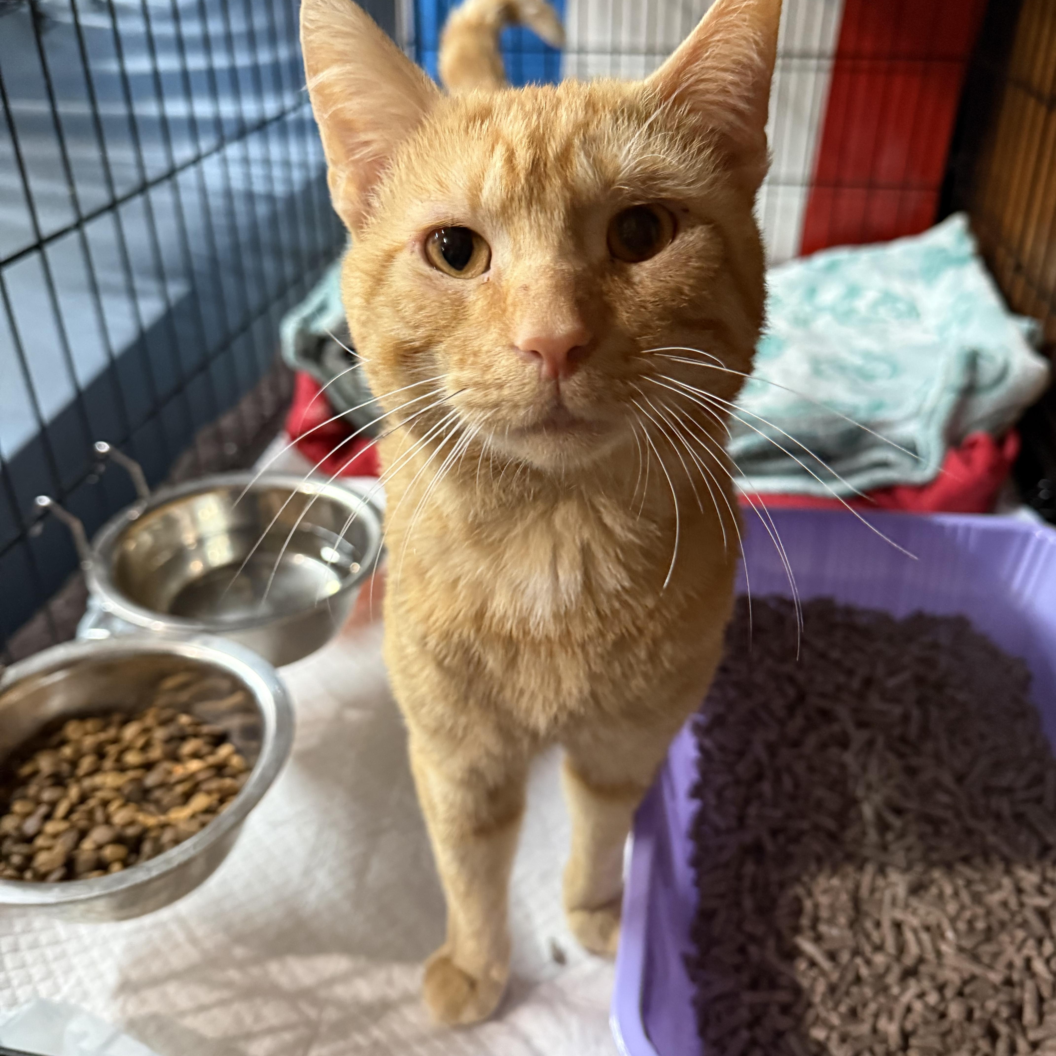 A young medium-sized male Tabby (Orange / Red) Domestic Short Hair cat named Duncan for adoption in North Versailles, PA