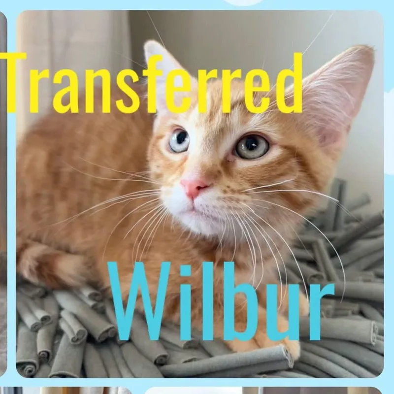 A baby small-sized male Orange / Red Domestic Short Hair cat named Wilbur for adoption in Kansas City, MO