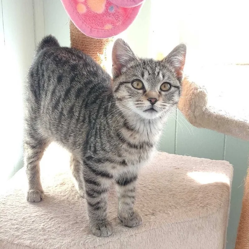 A young large-sized male Domestic Short Hair cat named Toblerone for adoption in Richmond, VA