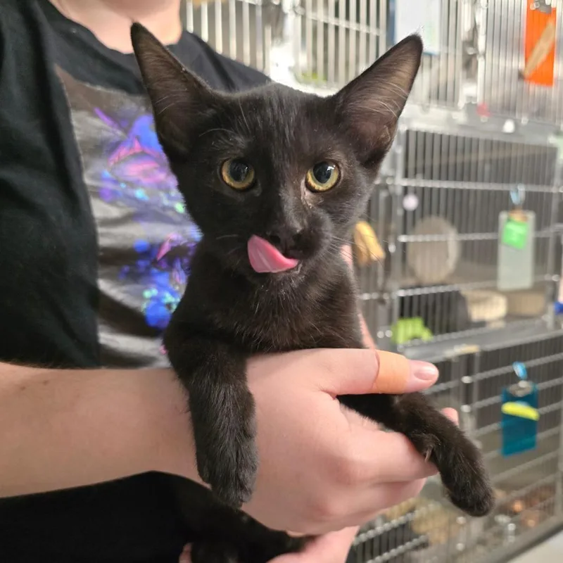 A baby small-sized female Black Siamese cat named Felt for adoption in Spokane, WA
