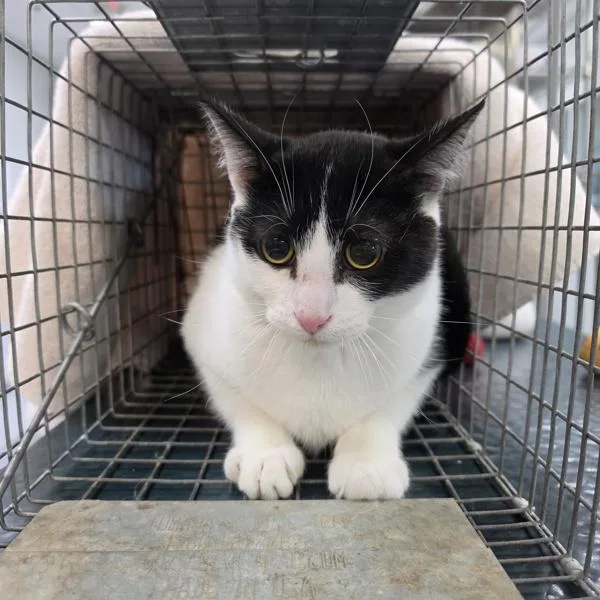 A young medium-sized male Domestic Short Hair cat named Jordan for adoption in Des Moines, IA