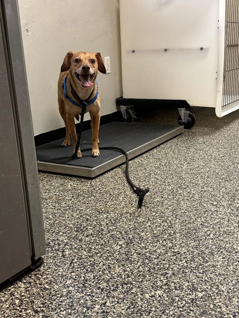 An adult small-sized male Mixed Breed dog named Brownie for adoption in Columbia, TN