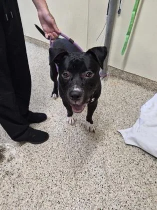 An adult large-sized male Mixed Breed dog named Magnus for adoption in Clarks Summit, PA
