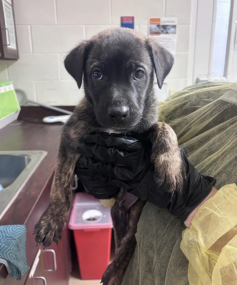 A baby medium-sized male Brindle Mixed Breed dog named Tommy for adoption in Nashville, TN
