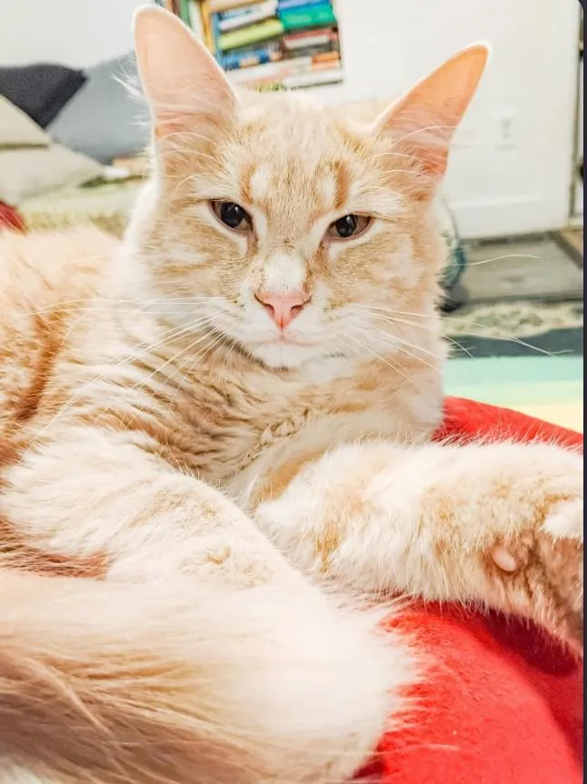 An adult medium-sized male Tabby (Orange / Red) Domestic Medium Hair cat named Quest for adoption in Price, UT