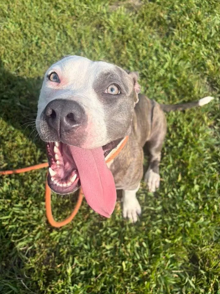 An adult medium-sized female Gray / Blue / Silver Pit Bull Terrier dog named Sunflower for adoption in Chicago, IL
