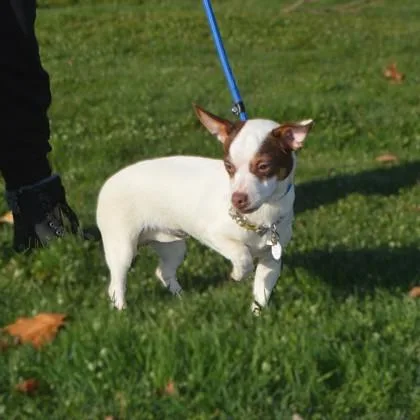 A young small-sized female Parson Russell Terrier dog named Lilith for adoption in Elk Grove Village, IL