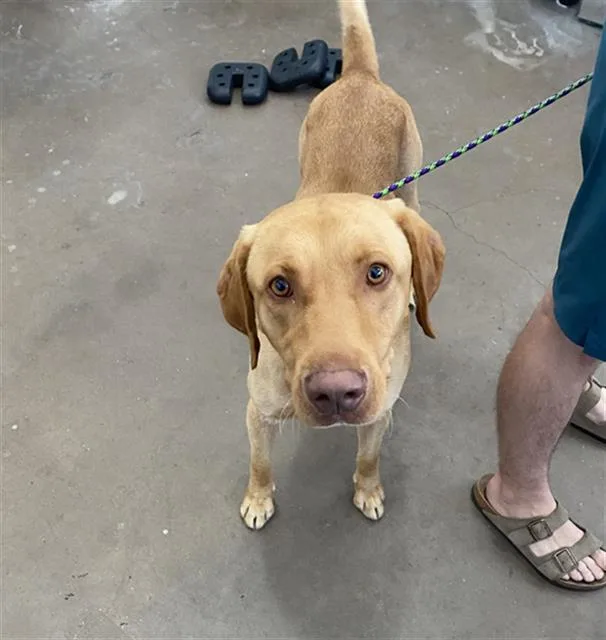 An adult large-sized male Mixed Breed dog named Hank for adoption in Dallas, TX