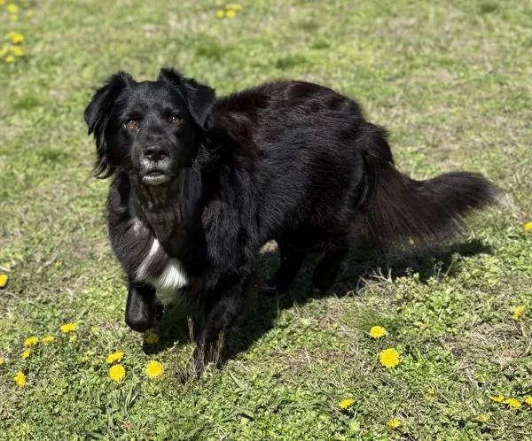 An adult large-sized male Australian Shepherd dog named Vader for adoption in Virginia Beach, VA