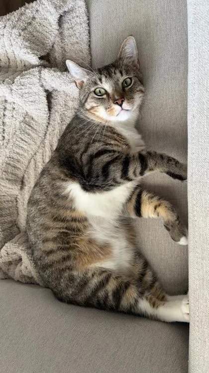 An adult medium-sized male Domestic Short Hair cat named Mitch for adoption in Venice, FL